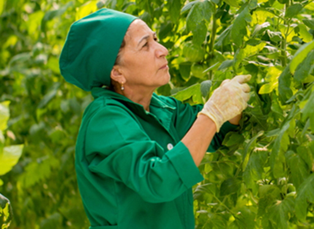 AZERBAIJAN: TOMATOES