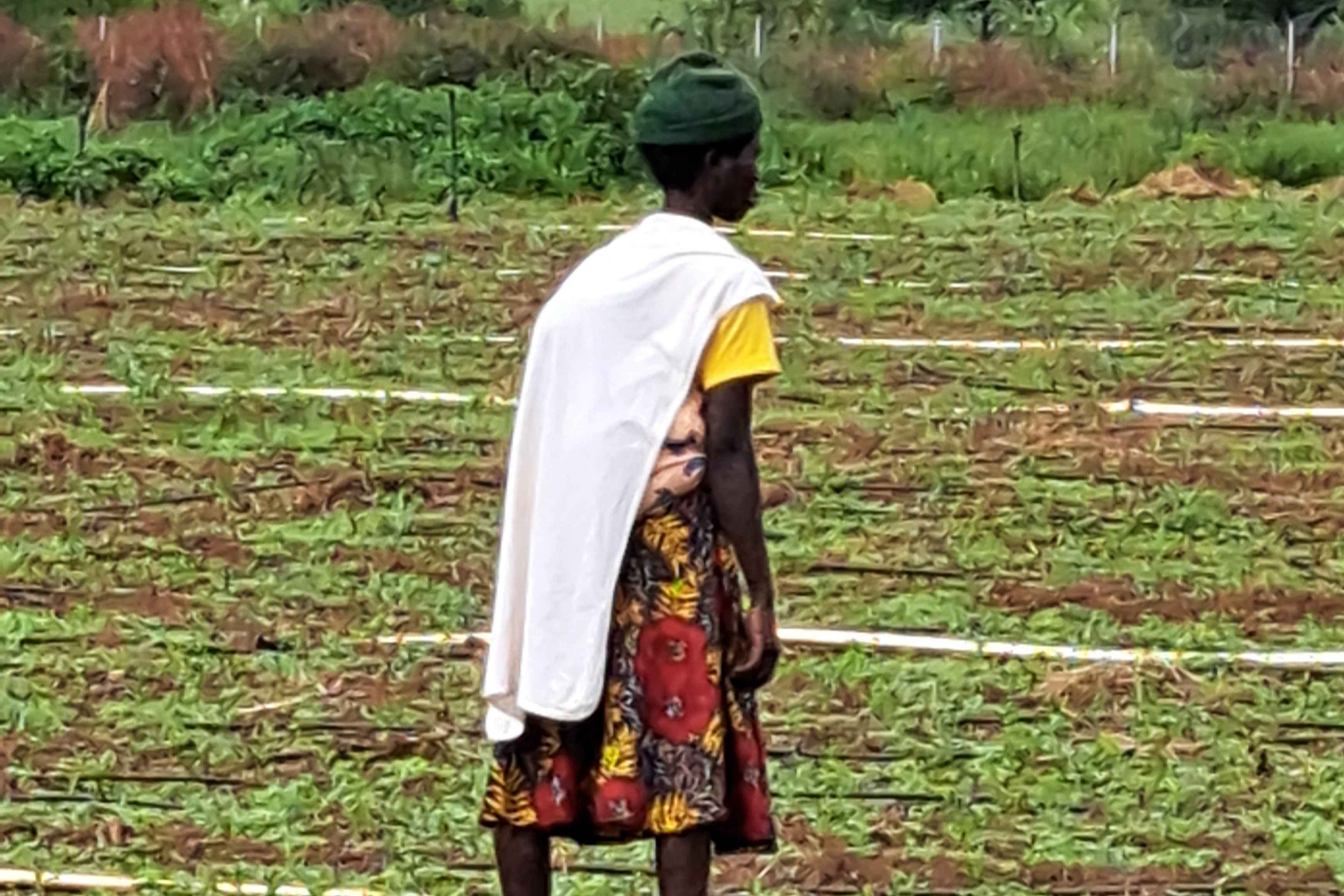 RWANDA : MODULAR FARMING FACILITY WITH PRECISION IRRIGATION